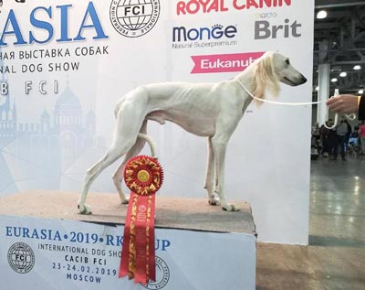 Выставка собак уфа 2024. Выставка собак Евразия. Выставка собак реклама. Объявление о выставке собак. На выставке собак.